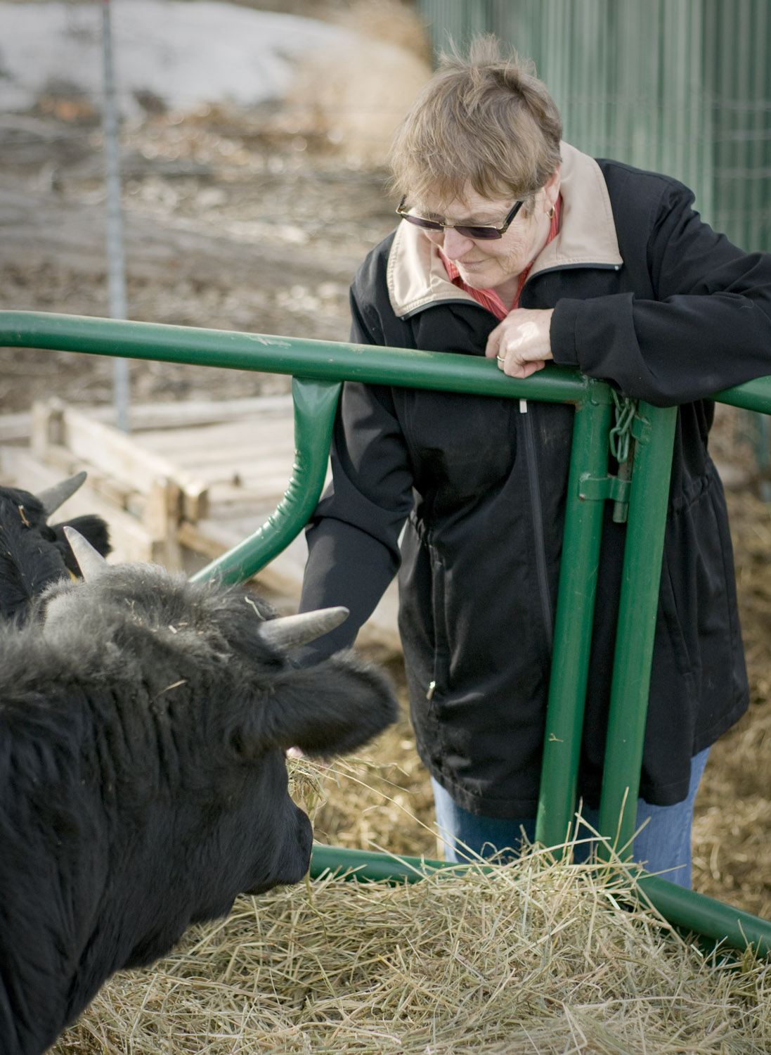 carol-nash-with-cows